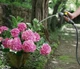 Шланг Karcher Performance Premium 2.645-325.0 - зображення 2