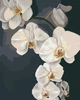Картина за номерами Riviera Blanca Орхідеї 40x50 см (RB-0778) - зображення 4