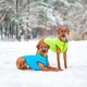 Курточка для животных Airy Vest двусторонняя L 55 салатово-голубая (1633) - изображение 10