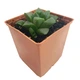 Суккулент Хавортия мутика (Haworthia mutica), контейнер 7*7*8 см (s030s) - изображение 1