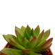 Суккулент Эхеверия Пулидонис (Echeveria Pulidonis), контейнер 7*7*8 см (s055s) - изображение 4