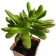 Суккулент Крассула овата Хоббит (Crassula ovata Hobbit), контейнер 9*9*10 см (s064m) - изображение 2