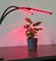 Фітолампа світлодіодна для рослин, Plant Grow Light 2 гілки, з таймером - зображення 6