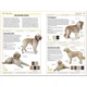Dogs. David Alderton. ISBN:9780241558546 - изображение 2