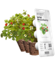 Сменный картридж Click&Grow Дикая клубника (4742793007410) - изображение 1