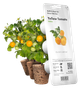Wkład wymienny Click&Grow żółte mini pomidory 3 kapsułki (4742793009124) - obraz 1