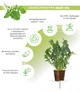 Сменный картридж Click&Grow Руккола 3 шт (4742793008769) - изображение 2