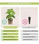 Сменный картридж Click&Grow Руккола 3 шт (4742793008769) - изображение 4
