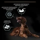 Сухой корм Purina PRO PLAN Large Athletic Adult 2+ Sensitive Digestion для взрослых собак больших пород атлетического телосложения с чувствительным пищеварением, с ягненком 14 кг (7613035415591) - изображение 7