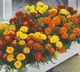Насіння Чорнобривці відхилені Низькоросла суміш SeedEra 0,5 г - зображення 2