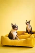 Лежак для животных Harley and Cho Dreamer Yellow Velvet L 90x60 см (3103435_HC) - изображение 5