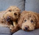 Игрушка для собак Petstages Dogwood Stick Крепкая ветка средняя (pt218) - изображение 3