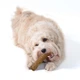 Игрушка для собак Petstages Dogwood Stick Крепкая ветка средняя (pt218) - изображение 4