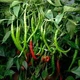 Семена Перец Сигарета Бергамо 12сем Hortus - изображение 2