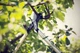 Obcinak konturowy Fiskars PowerGearX (M/1020187/112390) - obraz 4