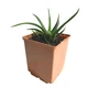 Суккулент Хавортия Фациата (Haworthia fasciata), контейнер 7*7*8 см (s065s) - изображение 3
