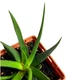 Суккулент Хавортия Фациата (Haworthia fasciata), контейнер 7*7*8 см (s065s) - изображение 4