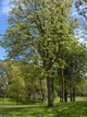 Липа крупнолистная семена (10 шт) (Tilia platyphyllos) широколиственная - изображение 3