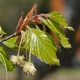 Бук европейский семена (20 шт) (Fagus sylvatica) лесной - изображение 5