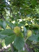 Бук европейский семена (20 шт) (Fagus sylvatica) лесной - изображение 6