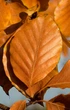 Бук европейский семена (20 шт) (Fagus sylvatica) лесной - изображение 8