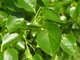 Липа крымская семена (10 шт) (Tilia × euchlora K. Koch) кавказская - изображение 5
