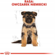 Сухий корм Royal Canin German Shepherd Puppy для цуценят німецької вівчаркив 3 кг (3182550724142) - зображення 7