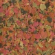 Корм для акваріумних риб у пластівцях TetraMin Flakes 12 г - зображення 2