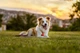 Ультразвуковий засіб від бліх та кліщів для тварин Tickless Pet — ORANGE - зображення 3