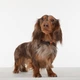 Ультразвуковий засіб від бліх та кліщів для тварин Tickless Pet MINI — BLACK - зображення 4