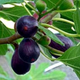 Саженцы инжира Киевский крупноплодный (large-fruited) - ремонтантный, самоплодный, крупноплодный - изображение 2