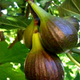 Саженцы инжира Киевский крупноплодный (large-fruited) - ремонтантный, самоплодный, крупноплодный - изображение 4