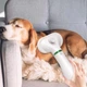 Фен-щітка для шерсті тварин Pet Grooming Dryer WN-10 White - зображення 5