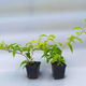 Саженцы актинидии (киви) Самоплодная (Self-fertile) - самоплодная, крупноплодная, морозостойкая Р9 - изображение 3