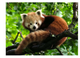 Puzzle Ravensburger Red Panda 500 elementów (4005556173815) - obraz 2