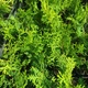 Саджанці Яскрава Туя Columna (Колумна) (Malonyana Aurea) контейнер 0.5 л (38415) - зображення 2
