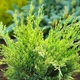 Саженцы Можжевельника среднего Минт Джулеп (Juniperus media Mint Julep) Р9 - изображение 3