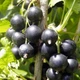 Саженцы смородины черной Селеченская 2 - ранняя, сладкая, крупноплодная - изображение 1