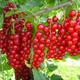 Саженцы смородины красной Каскад - ранняя, крупноплодная, неприхотливая - изображение 3