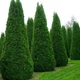 Саженцы Туи западной Колумбия (Thuja occidentalis Columbia) Р9 - изображение 1