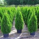Саженцы Туи западной Смарагд (Thuja occidentalis Smaragd) 3-х летняя С1.5 - изображение 4