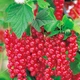 Саженцы смородины красной Альфа - ранняя, крупная, урожайная - изображение 1
