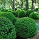 Саженцы Самшита вечнозеленого (Buxus) Р9 - изображение 1