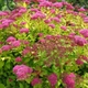 Саджанці Спіреї японської Голден Карпет (Spiraea japonica Golden Carpet) Р9 - зображення 2