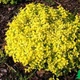 Саджанці Спіреї японської Голден Карпет (Spiraea japonica Golden Carpet) Р9 - зображення 3