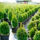 Саженцы Самшита (Buxus) Р9 - изображение 3