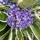 Саженцы Гортензии крупнолистной Мариеси Вариегата (Hydrangea macrophylla Mariesii Variegata) Р9 - изображение 1