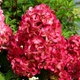 Саженцы Гортензии метельчатой Даймонд Руж (Hydrangea paniculata Diamant Rouge) Р9 - изображение 1