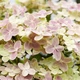 Саженцы Гортензии метельчатой Полистар (Hydrangea paniculata Polestar) Р9 - изображение 2