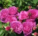 Саженцы розы флорибунда Хайди Клюм (Rose Heidi Klum), сеянец - изображение 2